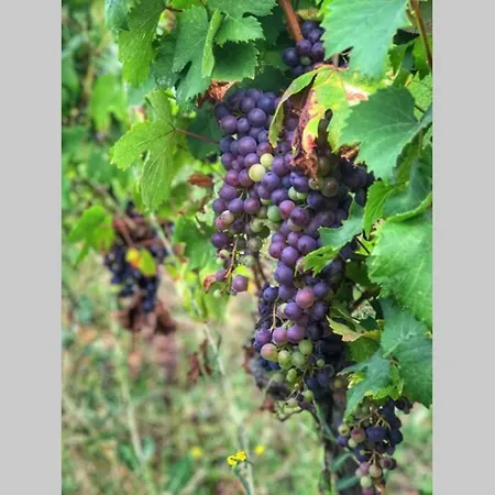 Appartement La Casa Di Mik *